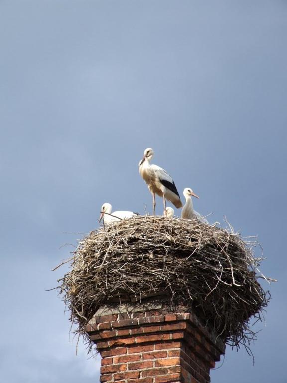 Hotel Parkschloesschen Maasdorf  Esterno foto